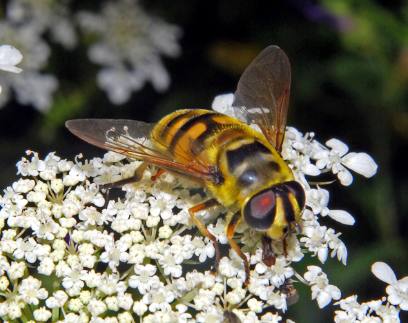 Myathropa florea (Syrphidae)